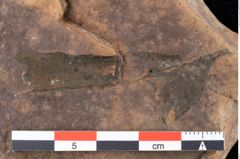 Foto (Detailansicht) von Rhytisma pythii Ettingshausen (NHMW-GEO-2024-0188-0077)